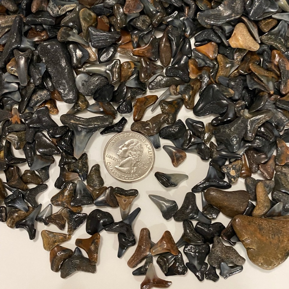 Shark Teeth. Whole bag of them. All varieties. Accessories.